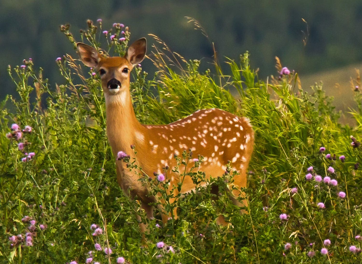 Volunteer at Glenbow Ranch