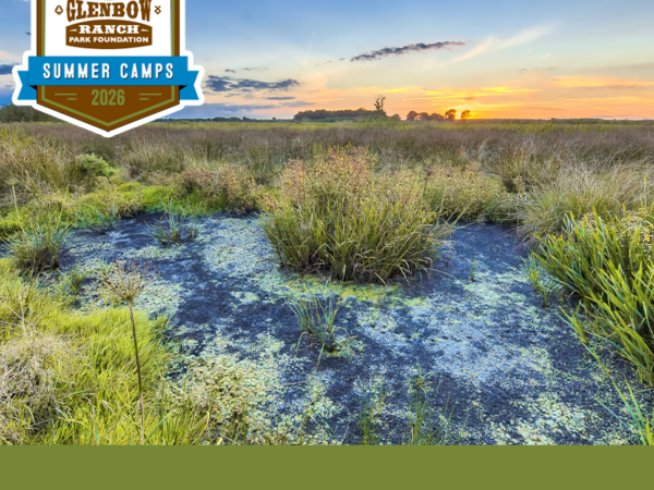 Wild About Wetlands Summer Camp (Ages 6 - 8)