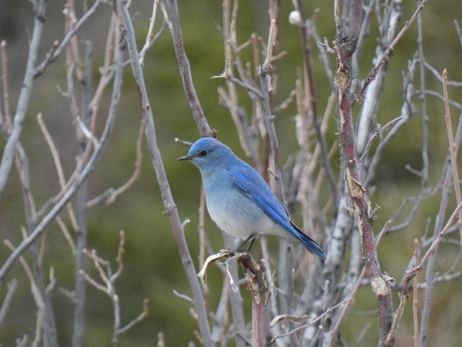 Birding Golf Cart Tours