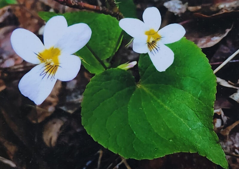 Western Canada Violet