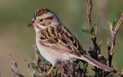 Beginner & Youth Birding Program